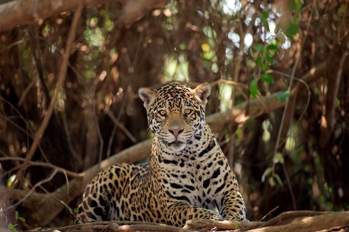 A exuberante onça-pintada foi fotografada na reserva natural Serra do Tombador, localizada no município de Cavalcante, nordeste de Goiás. Crédito: Luciano Candisani.