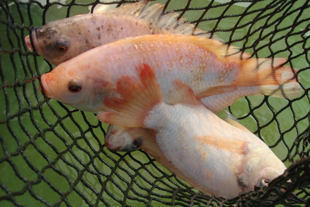 Adaptável, as Tilápias são muito usadas em aquicultura por serem dotadas de alta capacidade de proliferação e serem bem sucedidas em ambientes alterados e pobres em recursos alimentares. Foto: Luna sin estrellas/Flickr