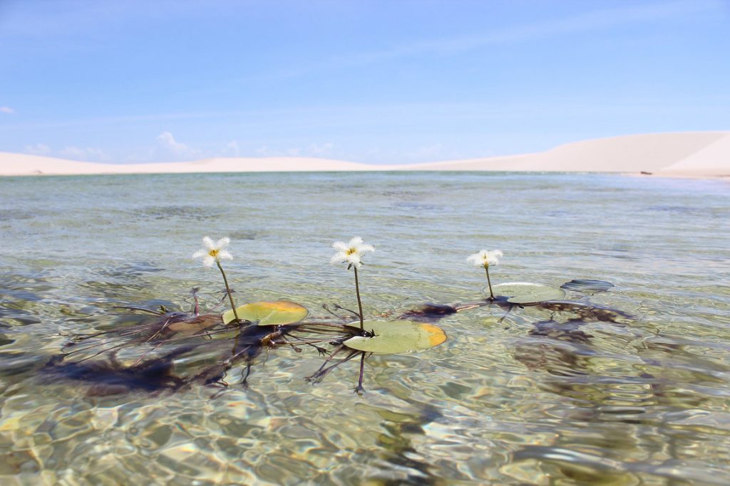 A flora se destaca em uma bela lagoa azul nos Lençóis Maranhenses. Foto: Leandro Do Nascimento