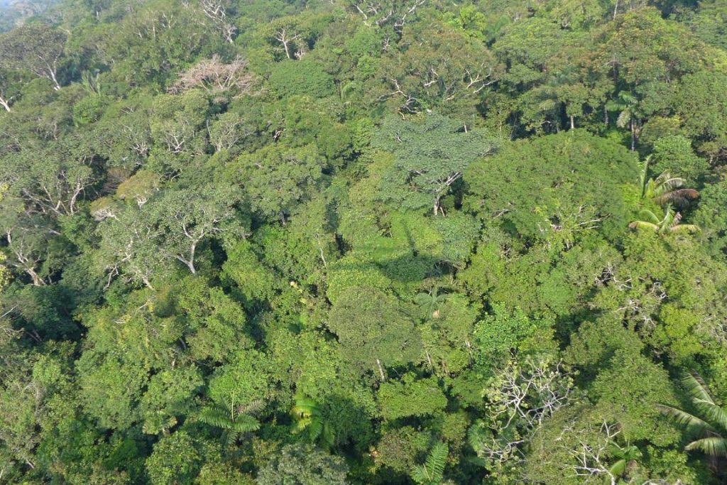 Mais de 11,6 mil espécies de árvores já foram identificadas na Amazônia, mas ainda falta cerca de 4 mil segundo o estudo. Crédito: Nigel Pitman, The Field Museum.