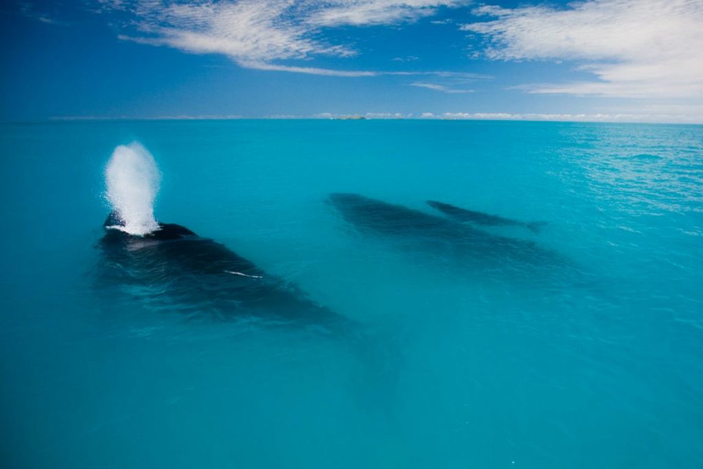 Número de baleias jubartes no Brasil salta de 400 para 17 mil em 60 anos