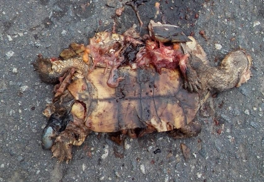 Cágado atropelado (Acanthochelys radiolata). Crédito – Helio Secco