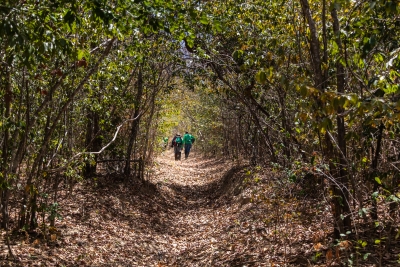 Resultado de imagem para CAATINGA verde