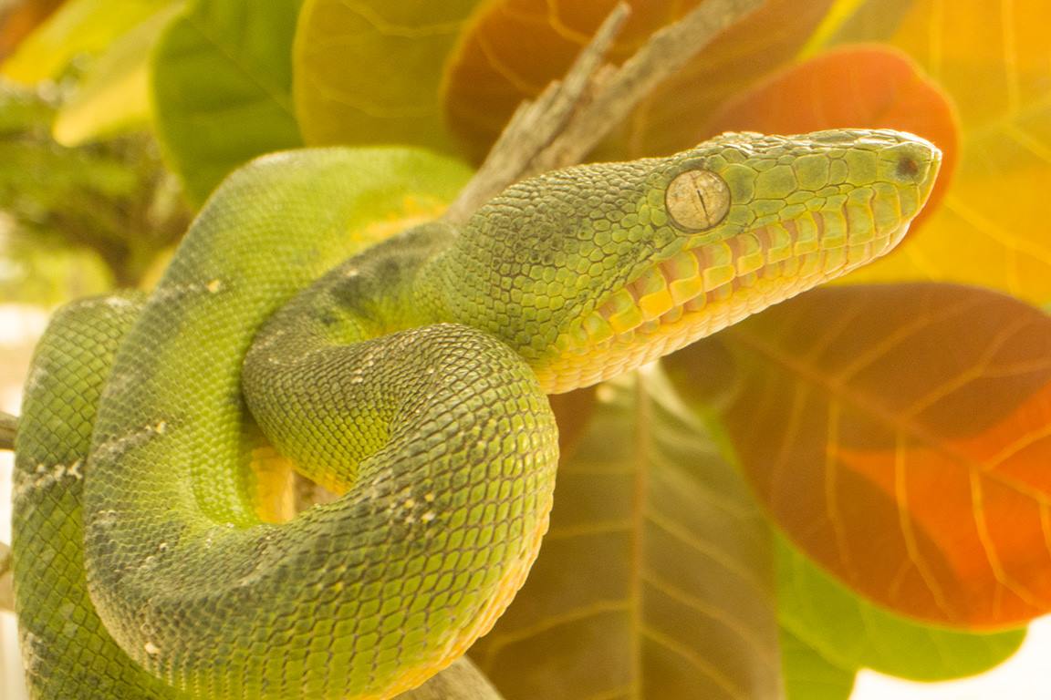 Divulgadores da Ciência: uma conversa sobre cobras – [Blog GigaOutlet]