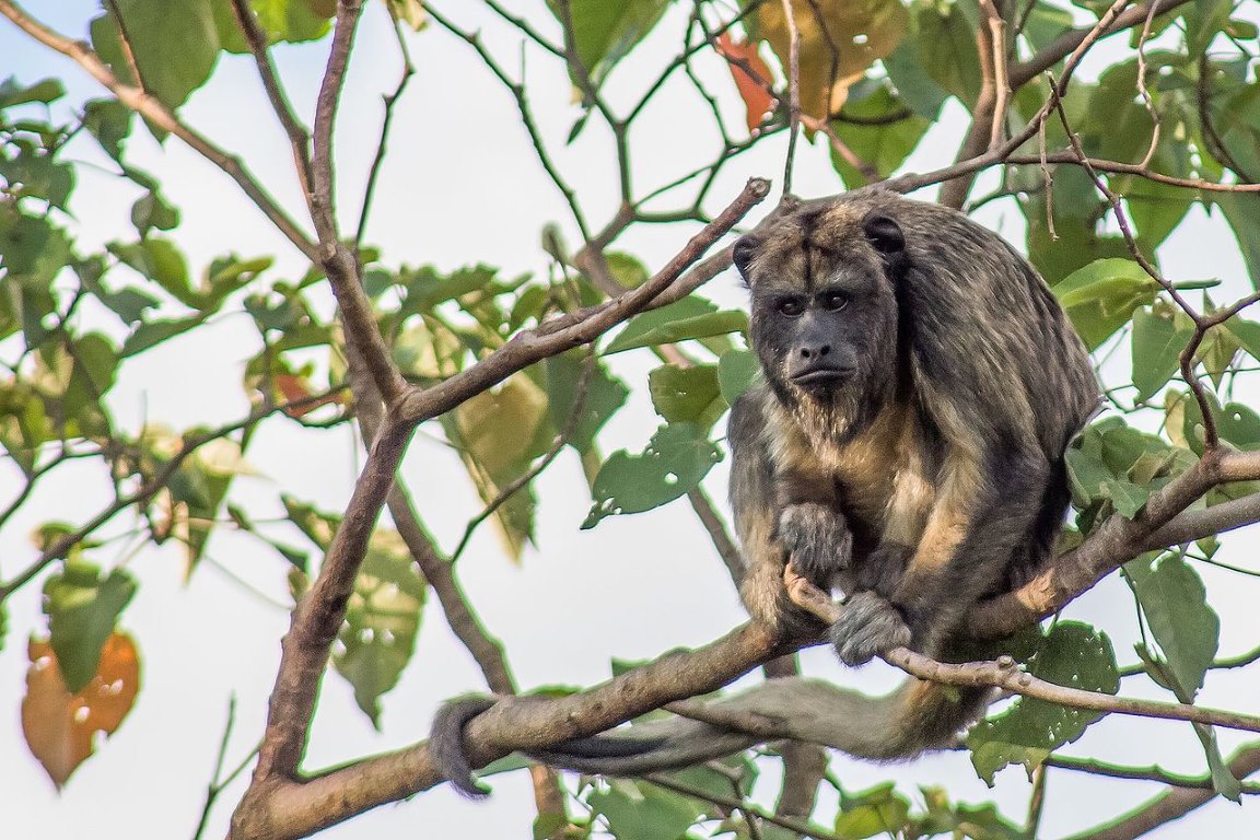 Dois primatas do Brasil entre os 25 mais ameaçados do mundo - ((o))eco