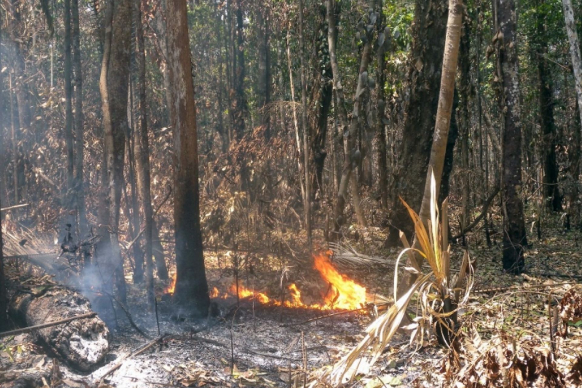 Incêndio em área úmida da Amazônia provoca perda de 27% das árvores em até três anos, aponta estudo