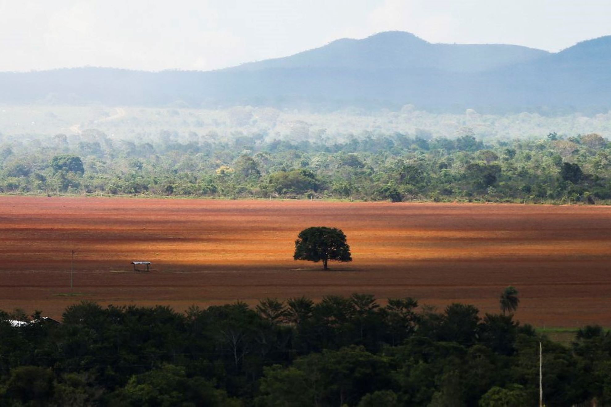 Cerrado responde por quase um terço de toda área desmatada no Brasil em 2020