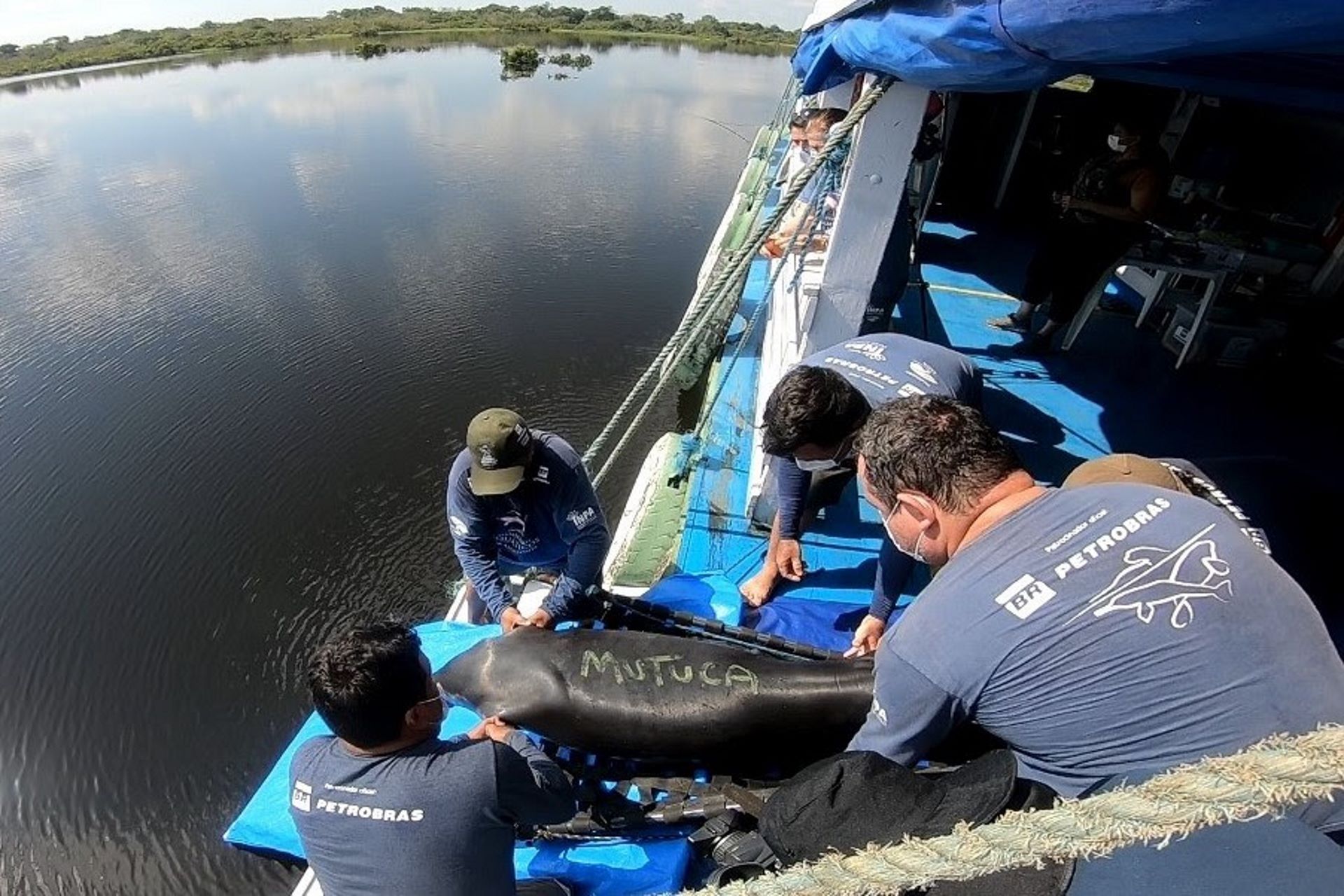 Treze peixes-bois resgatados e reabilitados são devolvidos aos rios da Amazônia