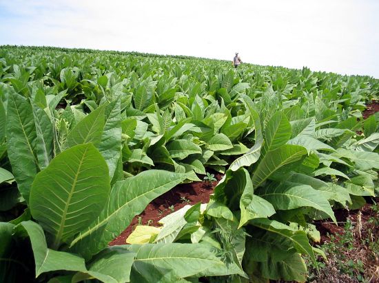 Plantação de tabaco em Santa Catarina. Foto: Miriam Prochnow