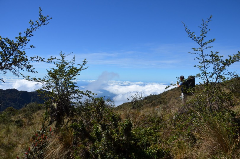 Área de transição é um obstáculo para que as florestas do Peru se movam para altitudes maiores e consigam se adaptar às mudanças climáticas. Foto: Divulgação.