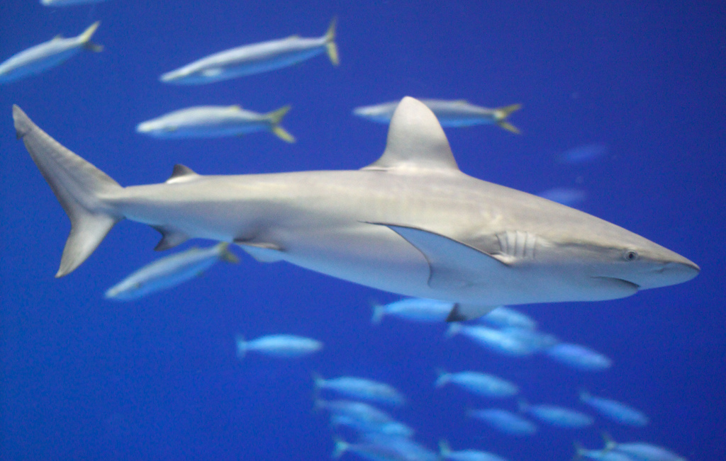 Tubarão das Galápagos - foto: Niall Kennedy