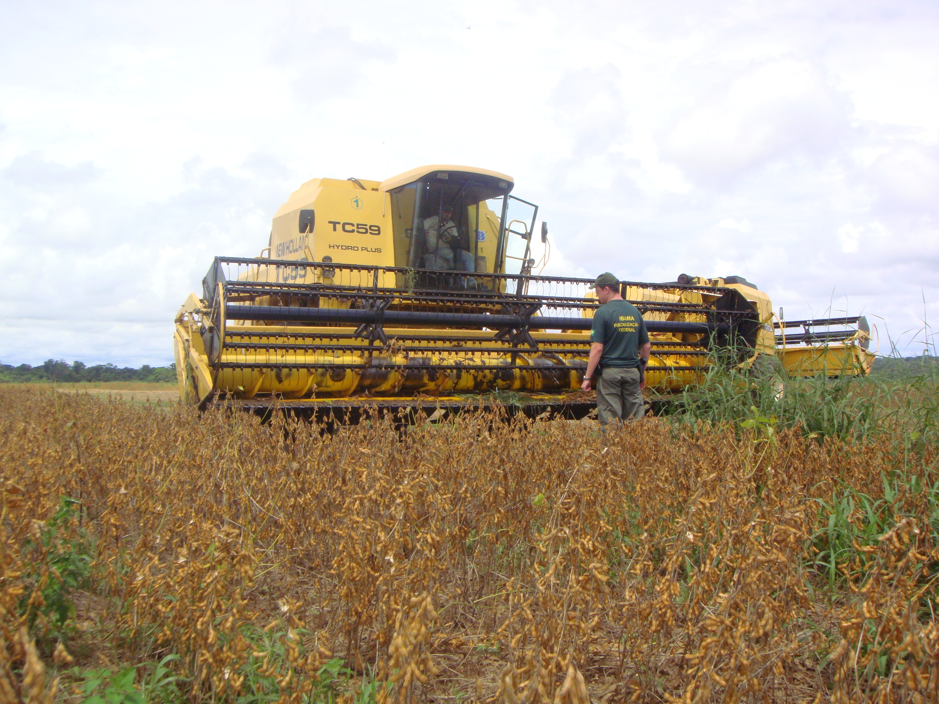 Fiscal do Ibama flagra colheita clandestina de soja em Mato Grosso. (foto: Ibama/MT)