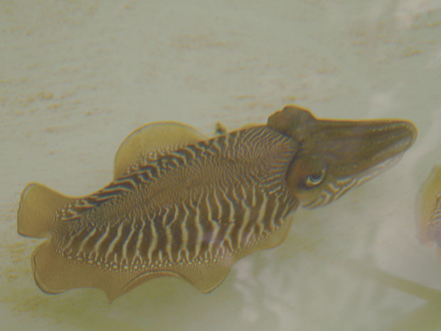 O choco, uma das espécies de cefalópodes afetada pela poluição sonora. Crédito; Laboratori d