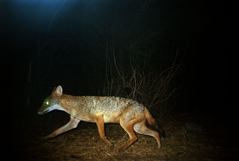 Chacais também foram registrados pelas armadilhas fotográficas, além de outros felinos menores e hienas.