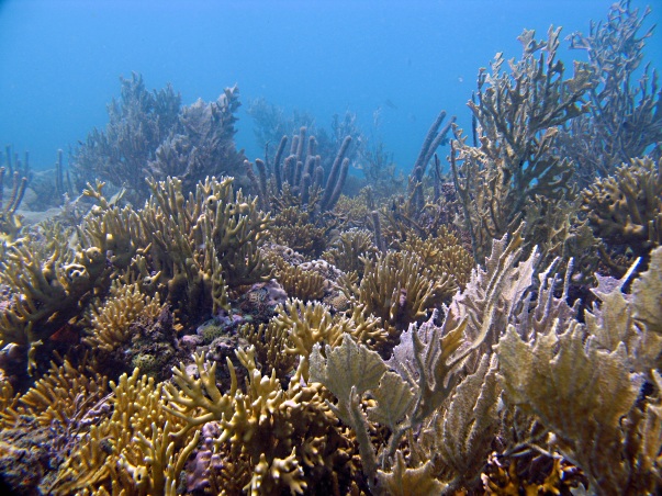 Recifes de corais pode virar área de preservação permanente. Foto: Projeto Coral Vivo