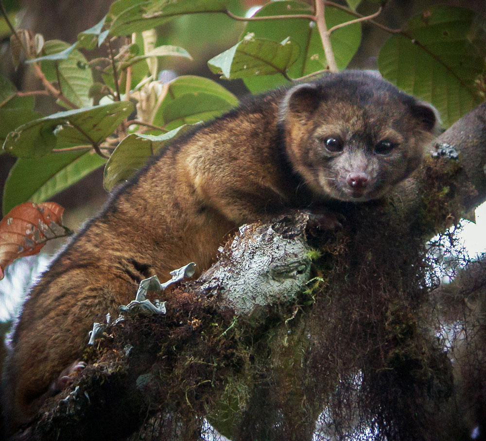 Uma expedição confirmou que os olinguitos vivem em florestas nas encostas ocidentais dos Andes. Foto: Mark Gurney