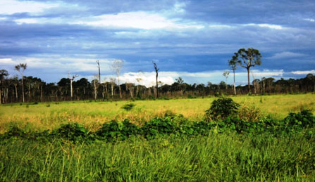 Terra apta para agricultura com pastagens sem gado, apenas para fins especulativos.