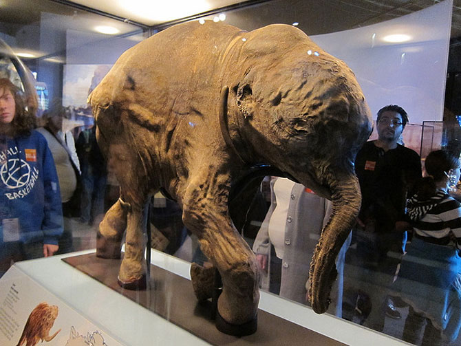 Esse é Lyuba, um filhote de mamute-lanoso de 40 mil anos atrás, encontrado na península Yamal, no Ártico russo, e exposto no Field Museum, Chicago. foto: Alaine Browne