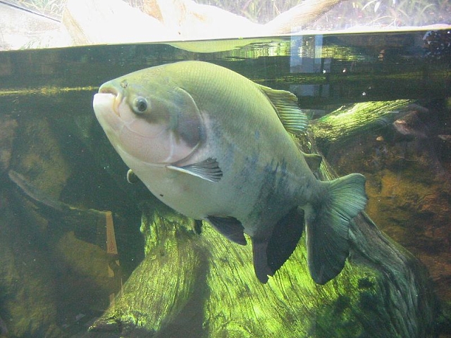O peixe Tambaqui (acima) será criado nas águas da bacia Araguaia-Tocantins. Foto: wikimédia
