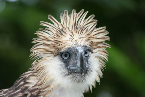 Mais de 7.100 ilhas estão dentro das fronteiras do hotspot das Filipinas, identificado como um dos países mais ricos em biodiversidade do mundo. Diversas espécies endêmicas estão confinadas a fragmentos de florestas que cobrem apenas 7% da extensão original do hotspot. Isso inclui cerca de 6 mil espécies de plantas e diversas espécies de aves tais como a águia das Filipinas (Pithecophaga jefferyi), a segunda maior águia do mundo. Anfíbios endêmicos são também extraordinariamente grandes e ostentam espécies únicas tais como o sapo voador pantera (Rhacophorus pardalis), que passou por diversas adaptações para planar, incluindo abas extras na pele e membranas entre os dedos para gerar elevação ao planar. As florestas filipinas são também uma das áreas em maior perigo de destruição. Historicamente devastadas pela atividade madeireira, os hoje poucos remanescentes estão sendo dizimados pela agricultura e para acomodar as necessidades da alta taxa de crescimento populacional e severa pobreza rural do país. O sustento de cerca de 80 milhões de pessoas depende principalmente de recursos naturais provenientes das florestas. (foto: © Olivier Langrand)