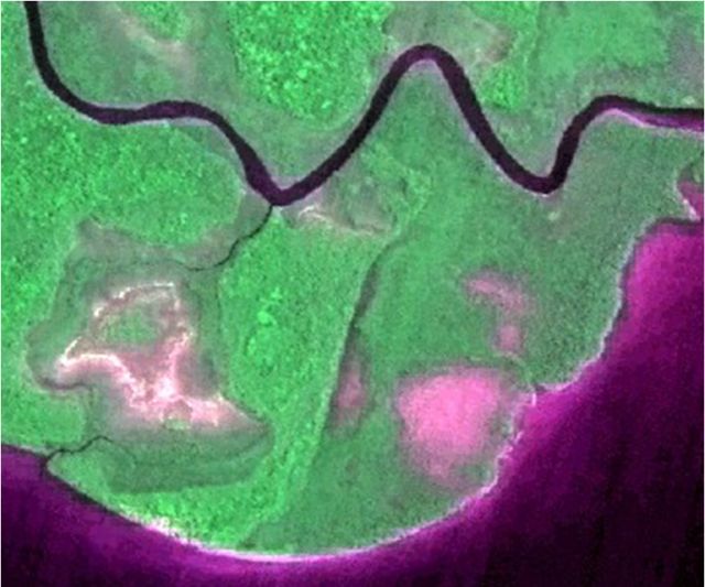 Fusão de imagem de satélite CBERS do manguezal da Cananéia As imagens de satélite do manguezal da Cananéia mostram áreas de clareiras (mais claras e arroxeadas), que devem ter sido causadas por processos naturais, tais como raios, fortes ventos ou deposição de sedimento. Verificações de campo concluíram que os bosques de mangue dessas áreas estão se recuperando naturalmente, e as florestas estão se mantendo. Diferente da situação na região de Iguape.