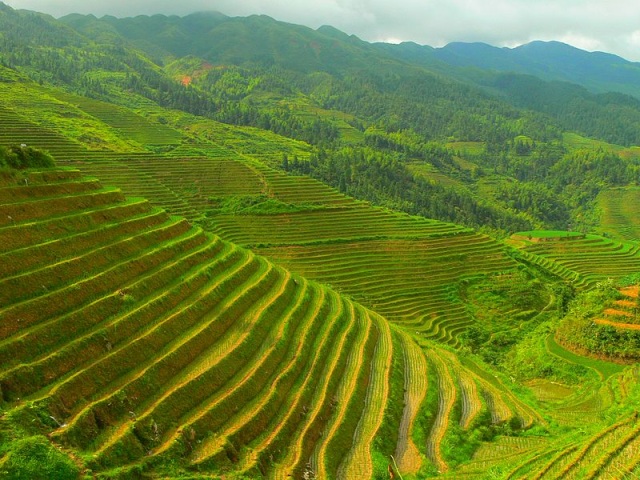Plantação de arroz feita em terraço na China. Foto: Wikipédia