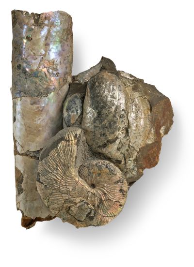 Há fósseis de amonoides, incluindo Baculites, que têm conchas longas e retas, nos depósitos do Alto Cretáceo na Dakota do Sul, Estados Unidos. 