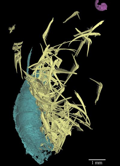 Radula de Baculites sp e crustáceos associados a ela. Em amarelo, dentes radulares; em azul, o crustáceo.  Crédito: [I. Kruta, MNHN] 