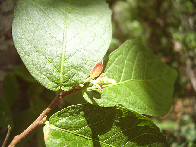 Gymnanthes boticario (Foto: Maria de Fátima de Araújo Lucena)