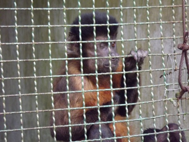Macaco-Prego em centro de triagem do governo federal em Salvador, Bahia; cego de um olho não tem mais como voltar a seu habitat. Foto: William Finn Bennett.
