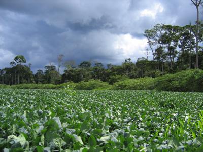Plantação de soja no Mato Grosso (foto: Gillian Galford)