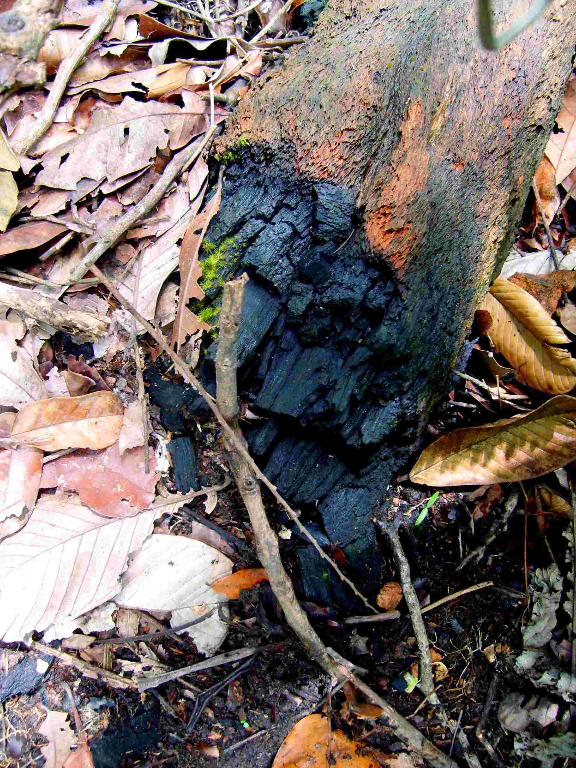  Árvore morta por fogo no subbosque: uma evidência da entrada de queimadas de fazendas vizinhas nas bordas floresta amazônica no Mato Grosso ( foto: Luiz Aragão)  