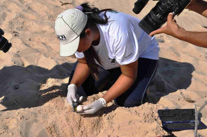 Medindo os ovos (foto: dvulgação)