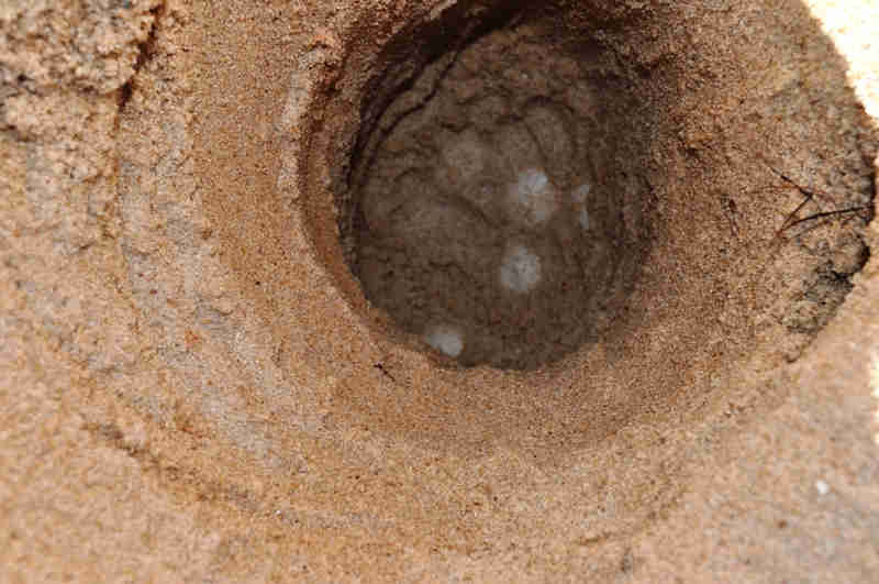 Ovos enterrados no ninho (foto: divulgação)