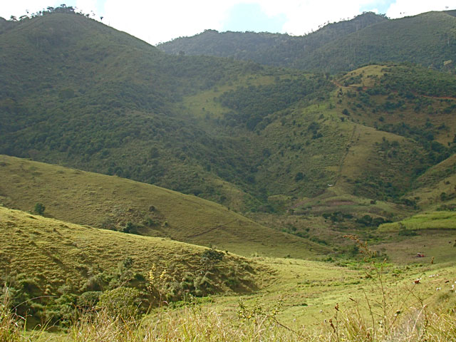 Mata onde o entufado-baiano é encontrado é cercada de área degradada por pastos.