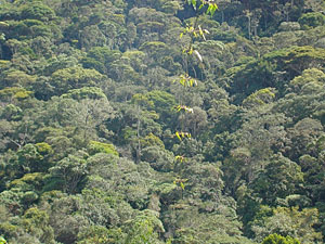 Sob a copa destas árvores, na serrapinheira da floresta, vivem os únicos enfufados-baianos que se tem notícia.