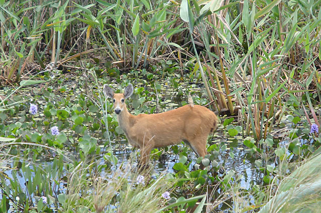 Cervo do pantanal. É fácil observar animais perto do antigo caminho a Puerto Busch. (Foto: Parque Nacional Otuquis)