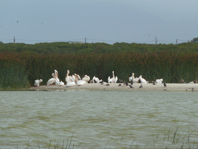 Pelicanos.