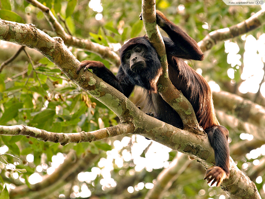  legenda: O guariba, do seu galho, observa. Alta Floresta, Mato Grosso. Foto: crijnfotin /Flickr