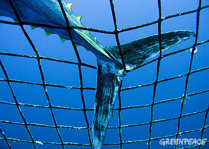 Atum rabilho capturado (Foto: Greenpeace)