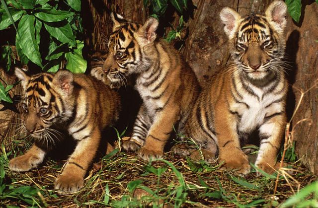 Tigres em Sumatra, Indonésia. Foto © Alain Compost / WWF - Canon
