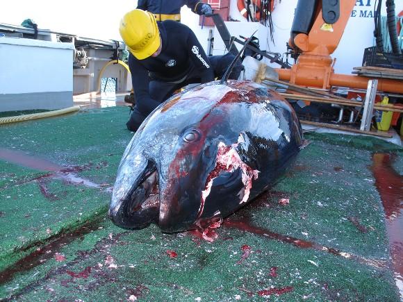 Atum é capturado por pesqueiro no mediterrâneo (foto Bruno Torrentino)