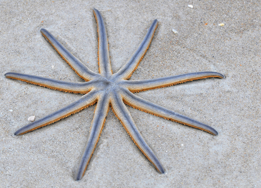 Estrela-do-mar de oito pontas ([i]Luidia senegalensis[/i]). Foto:  Andrea Westmoreland/Flickr