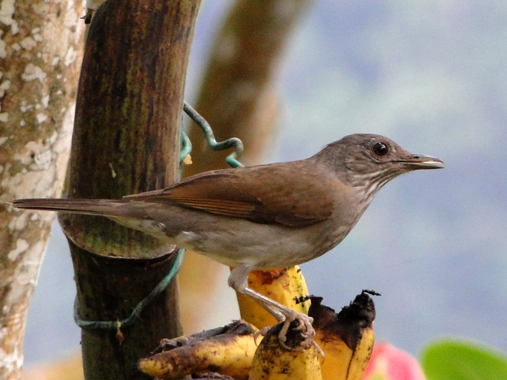 Sabiá do barranco ([i]Turdus leucomelas[/i]). Foto: CG Machado