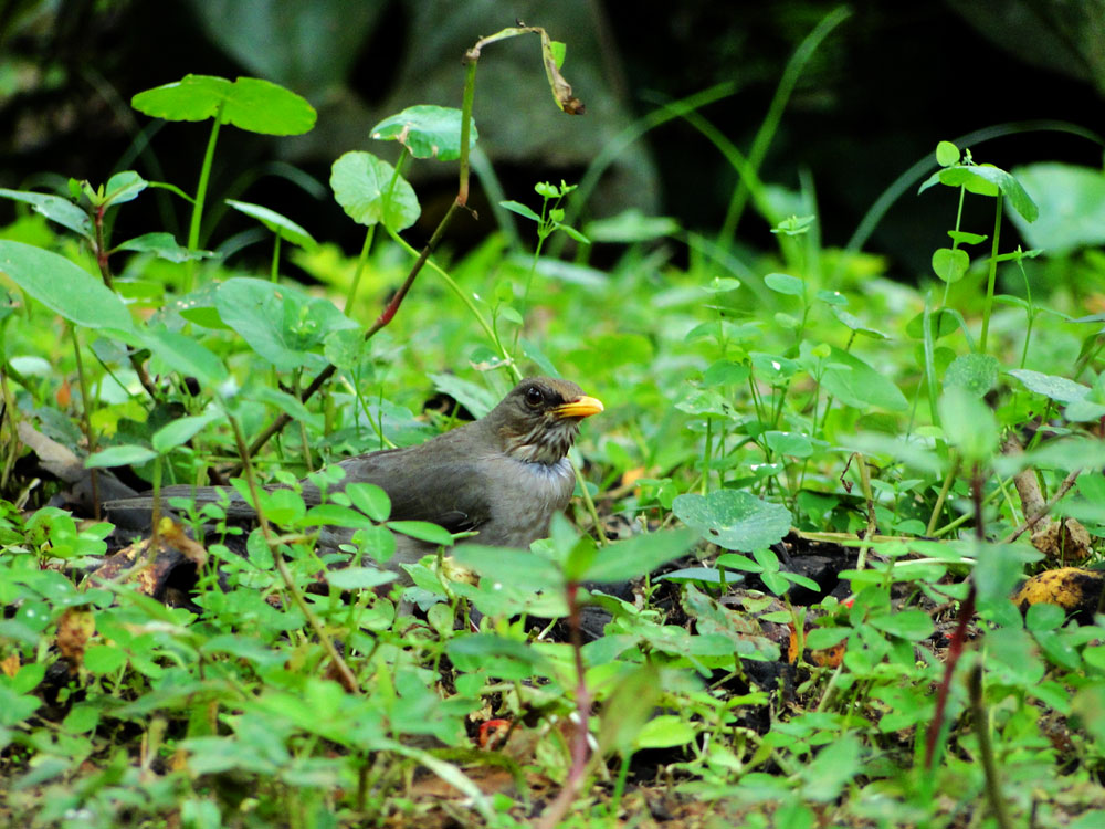 Sabiá-poca ([i]Turdus amaurochalinus[/i]). Foto: CG Machado