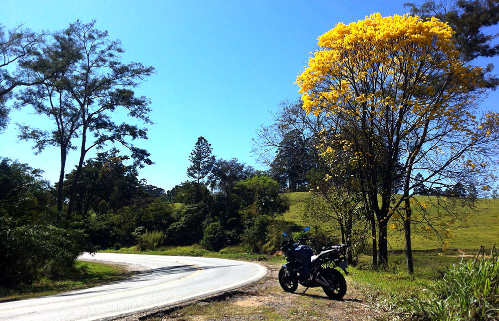 Ipês amarelos anunciam a chegada do equinócio. Foto: A. Catani