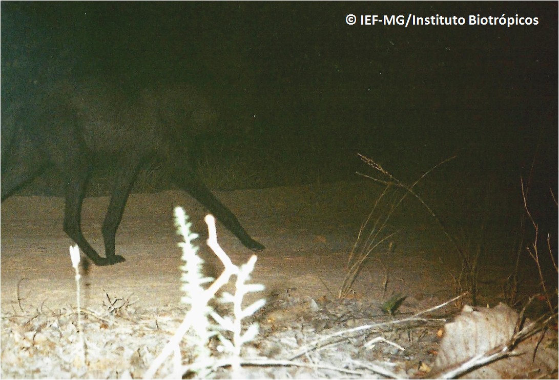 Nessa imagem, é possível ver boa parte do corpo do animal e fica nítida a morfologia do lobo-guará, como, por exemplo, as pernas longas. Foto: IEF-MG / Instituto Biotrópicos