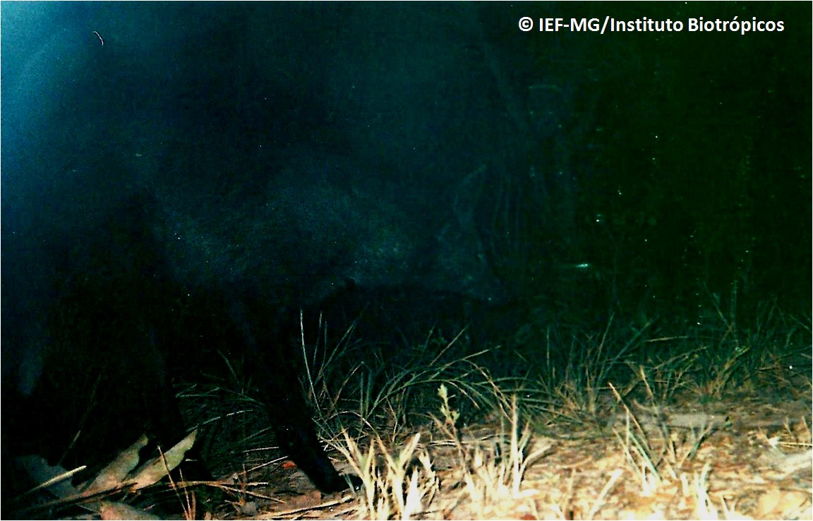 Nessa outra foto, o rosto do raro lobo-guará preto aparece em destaque. Trata-se do primeiro registro de um animal dessa espécie com essa coloração. Foto: IEF-MG / Instituto Biotrópicos