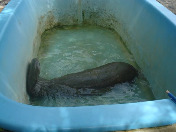 Fotos tiradas antes da morte dos peixes-boi revelaram más condições no centro gerenciado pelo governo (foto: divulgação/CMA)