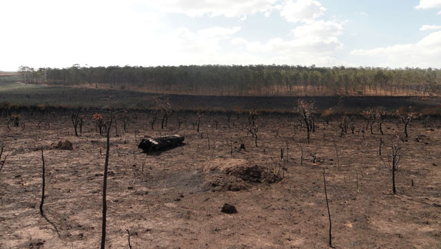 3 mil hectares da Floresta Nacional de Brasília foram arrasados por um incêndio com indícios de ter tido origem criminosa. Foto: Nathália Clark
